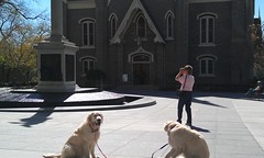 Temple Square Dogs