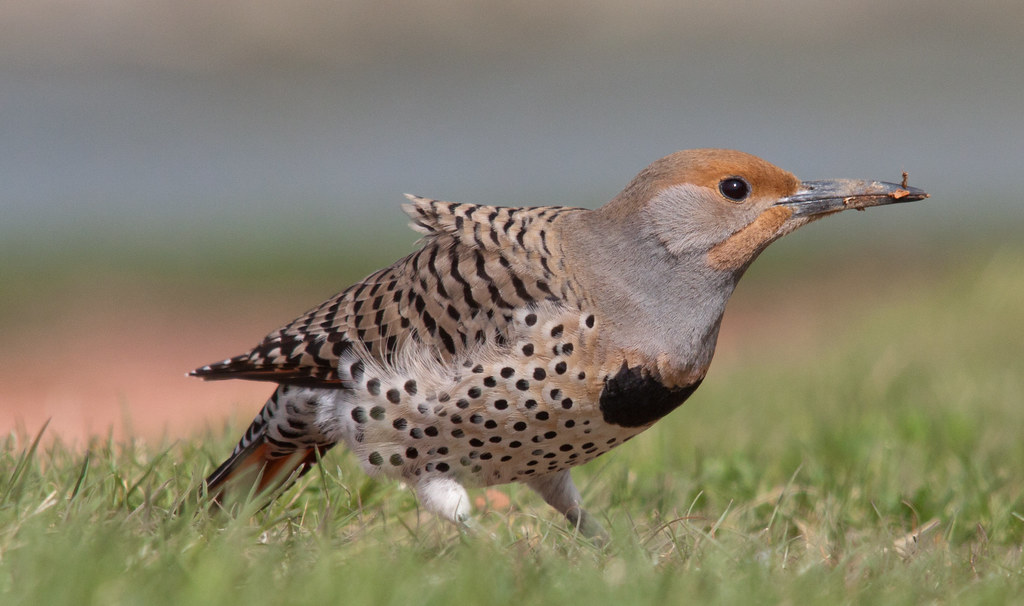 Northern Flicker | While touring around Henderson Park in Le… | Flickr