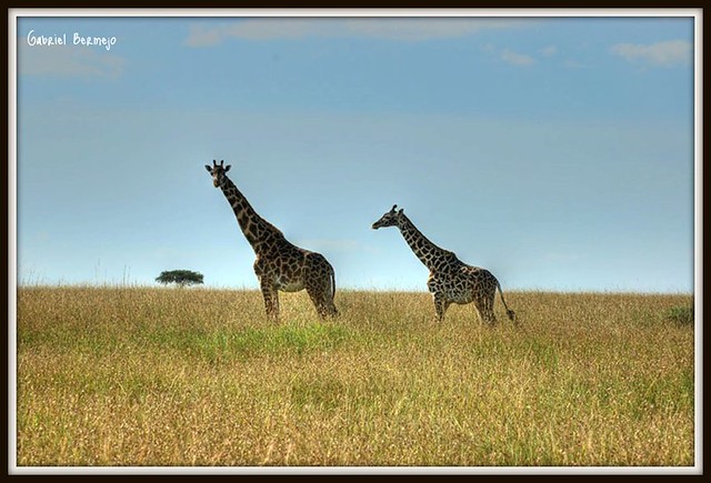 Jirafas solitarias HDR - Masai Mara - Kenia