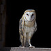 Flickr photo 'Tyto alba, barn owl' by: David Illig.
