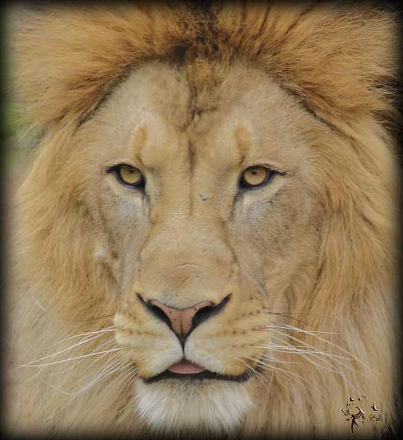Lion Close up