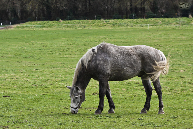Grey horse in Farmleigh - Phoenix Park, Dublin IE-2