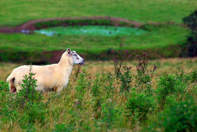 Sheep with Ringfort in the Background