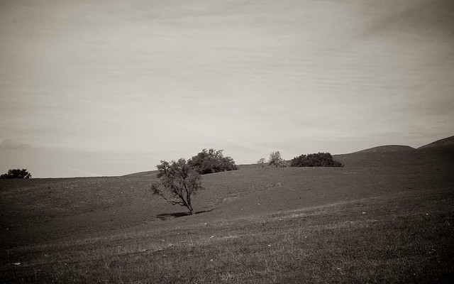 Lone Trees - Version 3