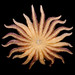 Flickr photo 'Pycnopodia helianthoides starfish' by: brian.gratwicke.