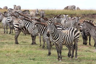 Herd of Zebras in Serengeti