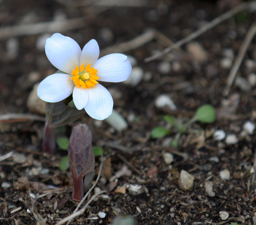 Blood Root | Spring Flower | ppro | Flickr