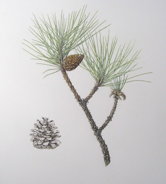 pine 6 WIP