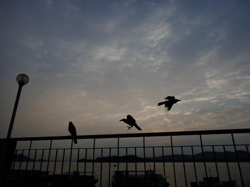 sunset india bird crow assam guwahati