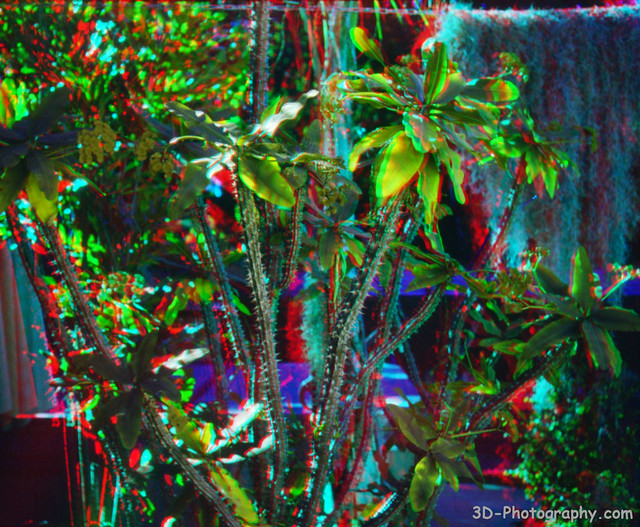 Thorny - Fed Stereo - Provia 400x - 3D Anaglyph