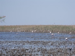 The Camargue - Pink Flamingos