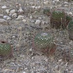 Cacti; entre San Rafael de las Tablas y San Juan Capistrano, Zacatecas, Mexico