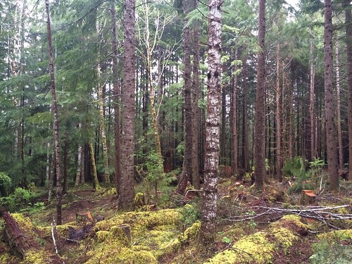 forestry logging ridge hemlock godsvalley selectiveharvest ridgetract