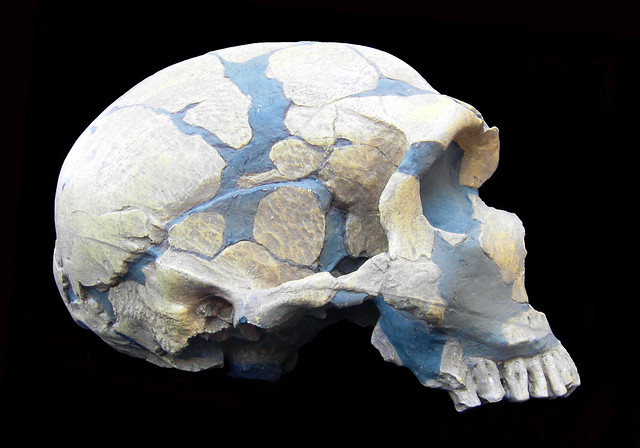 Homo neanderthalensis (La Ferrassie, France)