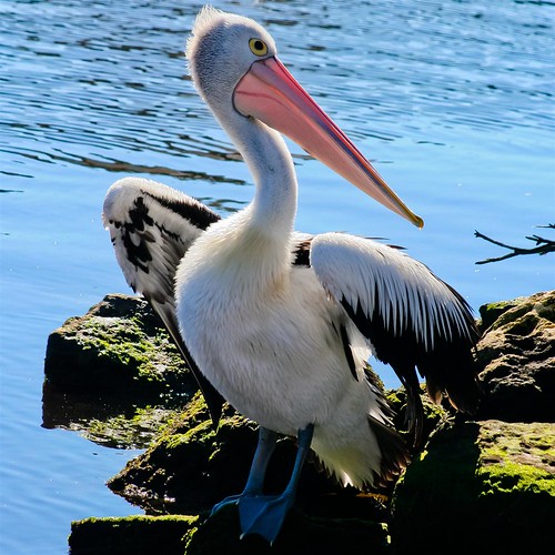 nature birds australia pelikan westernaustralia flickrsportal