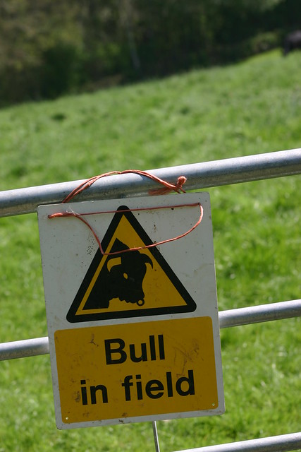 Bull in field top right 