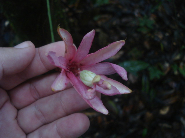 Passiflora glandulosa