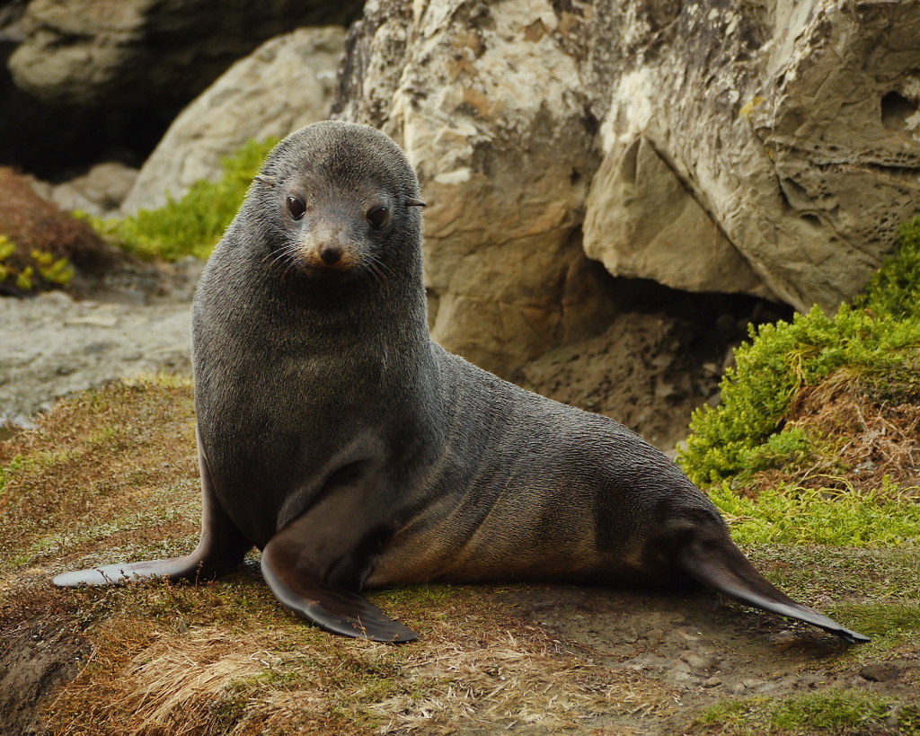Fur Seal | New Zealand Fur Seal or Kekeno at Paparoa Point o… | Flickr