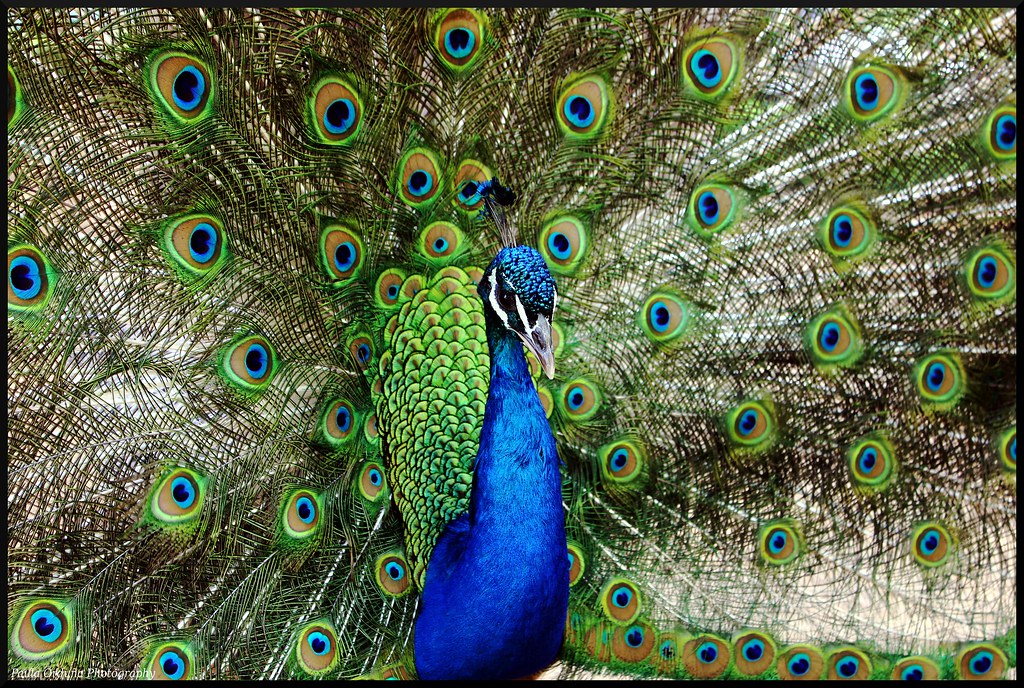 Pavo real / Peacock | Es uno de verdad / It's a real one =) | Paula Orduña  | Flickr
