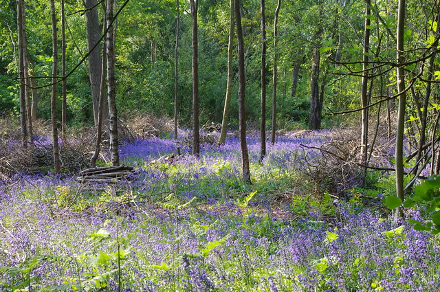 Millisons Wood in full Bluebell bloom