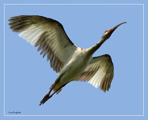 An ibis flyby...... by Larry Daugherty (slow for awhile)