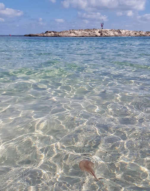 Achtung #Qualle!  #jellyfish #medusa #Formentera #balearicsea #baleari #october
