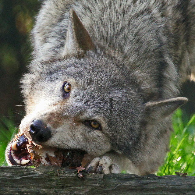 Hungry Like A Wolf