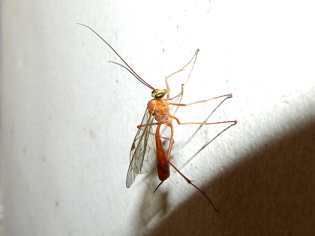 Ichneumonidae>Netelia Parasite Wasp Female DSCF1523