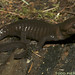 Flickr photo 'Ambystoma gracile: Northwestern Salamander' by: Todd W Pierson.