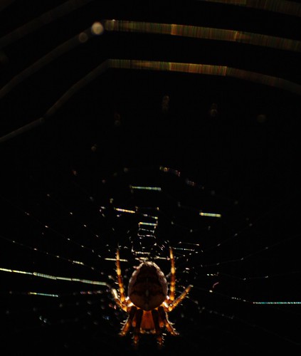 Spider in sunset | by Grums