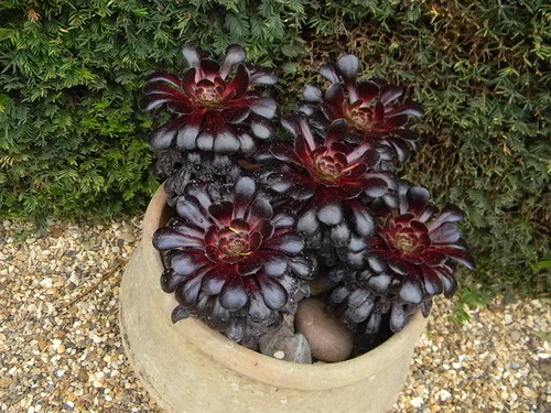 Red succulents Grey's Court, Shiplake to Henley