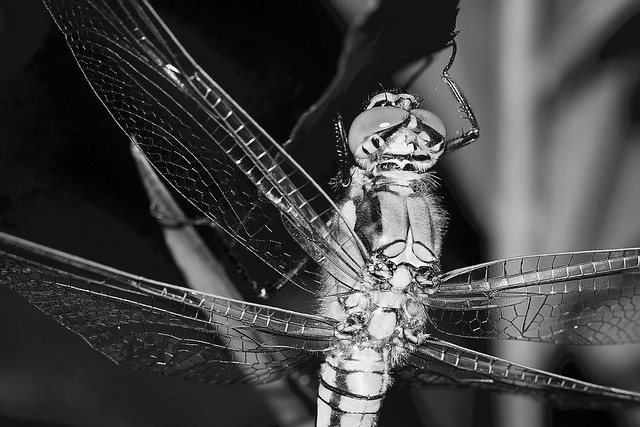 Dragonfly BW