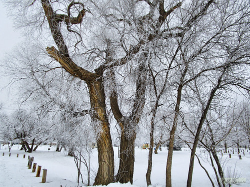 northdakota landscape trees snow frost winter prairie plains outdoors