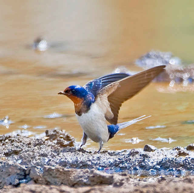 Barn Swallow With Outstretched Wings