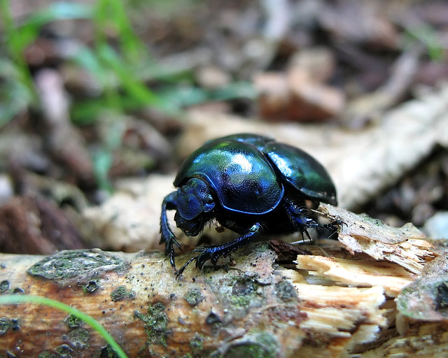 Geotrupidae - Blue Dor Beetle