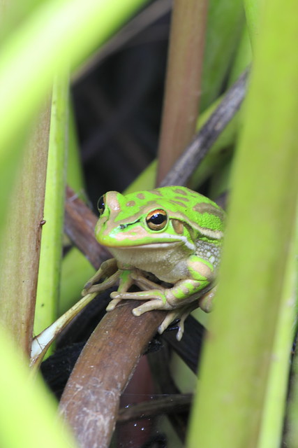 Froggie #03