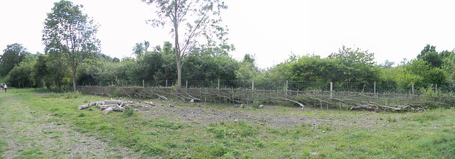Laid hedge, Wittenham Clumps Appleford Circular