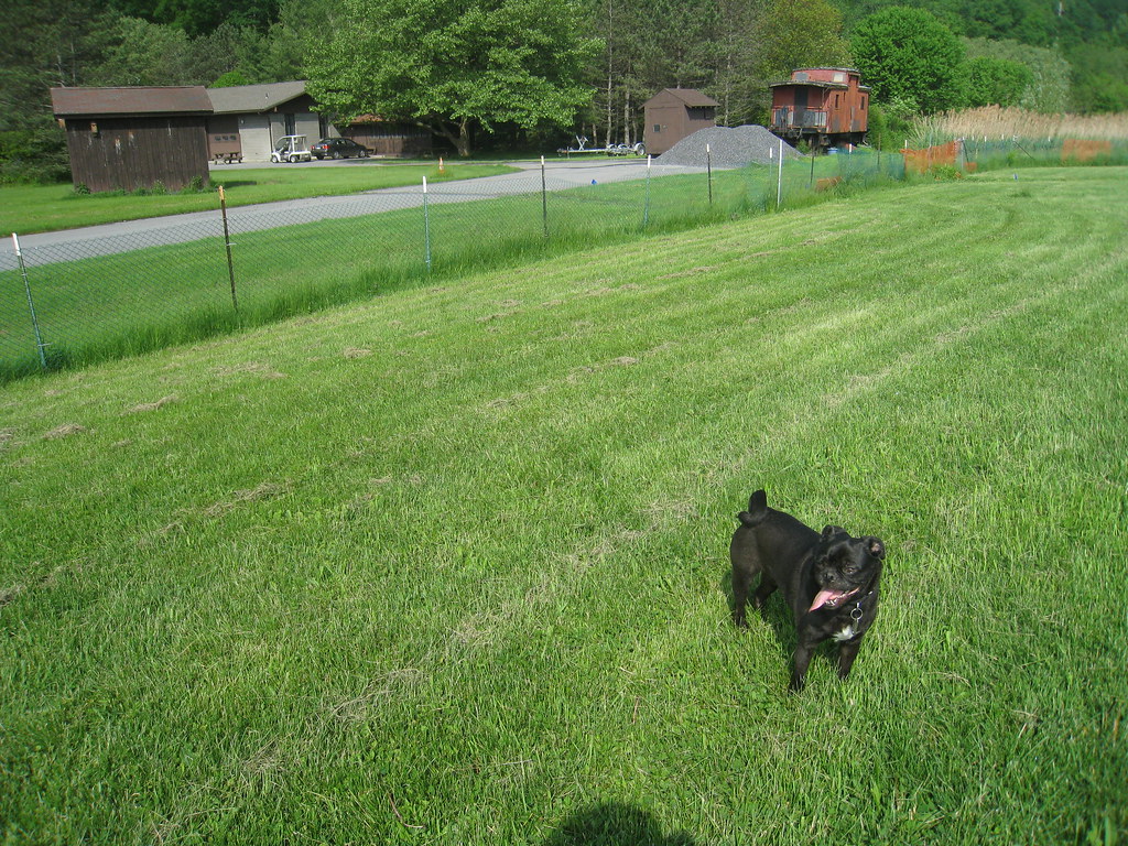 Ithaca Dog Park
