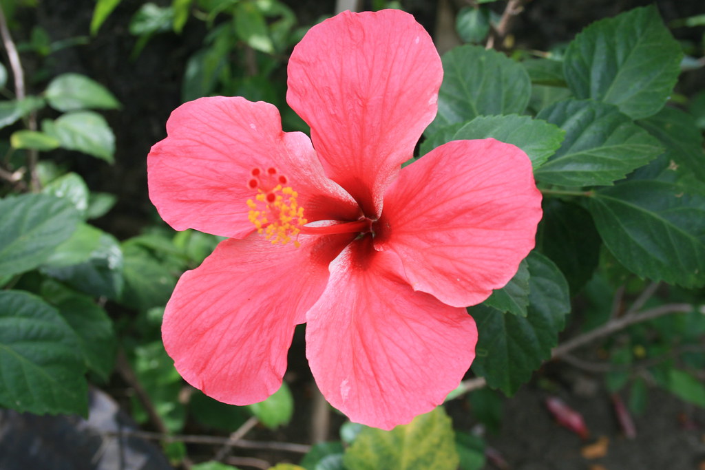 Hibiscus at Fort San Pedro (Cebu) | captured during the phot… | Flickr