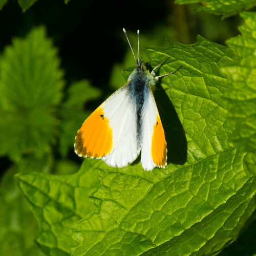 Male orange tip on jack by the hedge leaf