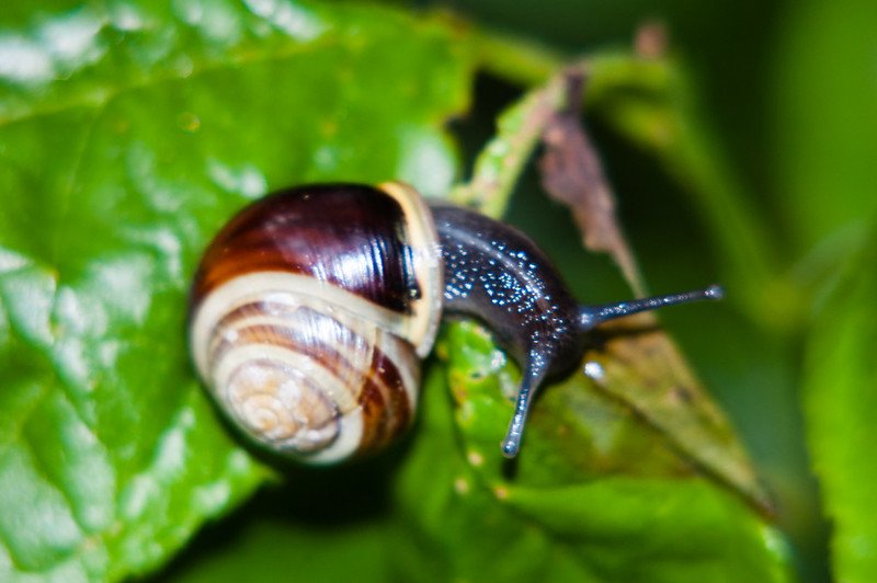 Snail on a leaf