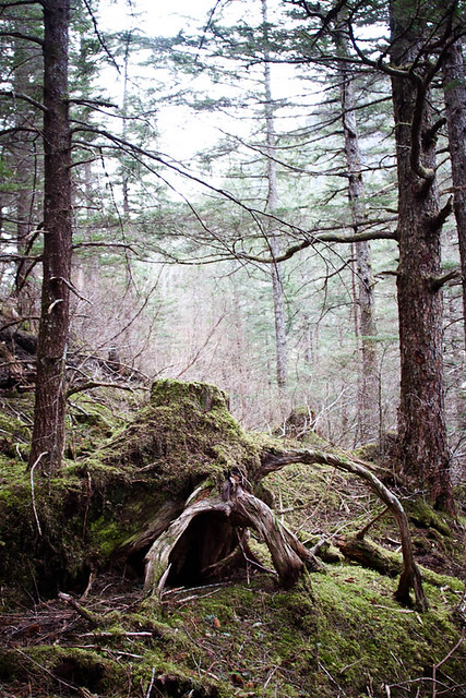 Mt Roberts Tree Stump