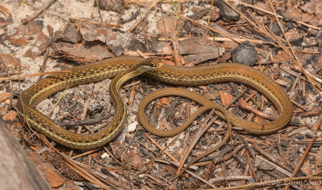Eastern Ribbon Snake (Thamnophis sauritus sauritus)