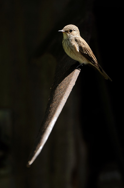 Spotted Flycatcher (Musciapa striata)