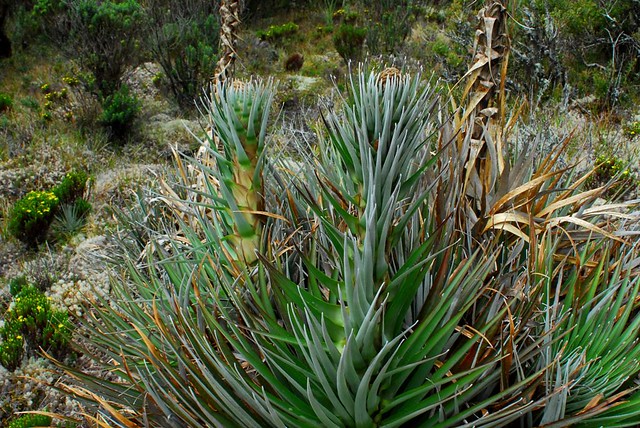 Puya dasylirioides