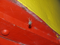 Spider at the lighthouse