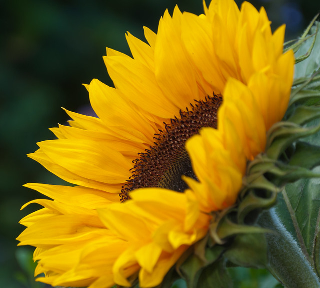 Profiel van een zonnebloem - Profile of a sunflower