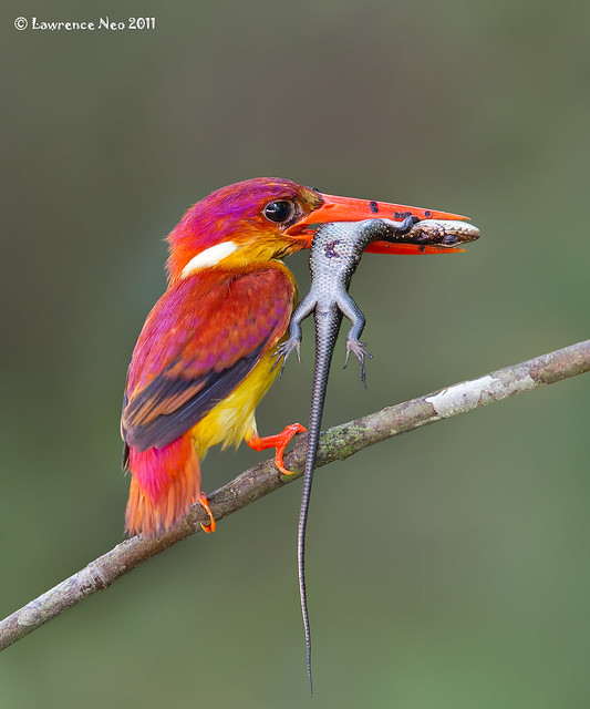 Rufous-backed Kingfisher (Ceyx rufidorsa) @ Panti Bird Sanctuary, Malaysia_20110703_0217