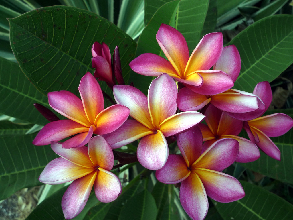 Тропические цветковые
