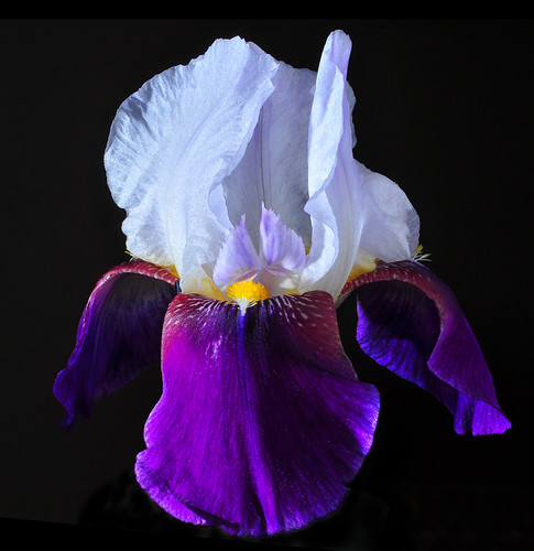 April Iris | by Bill Gracey 31 Million Views